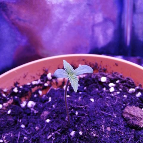 Quick One growlog photo: Even more growth, possible stretching? Need more time to be sure or not. 