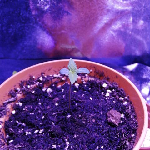 Quick One growlog photo: Looking healthy, grow tent has been moved to another location and extractor fan has been turned on, this has dropped the humidity down to 40%