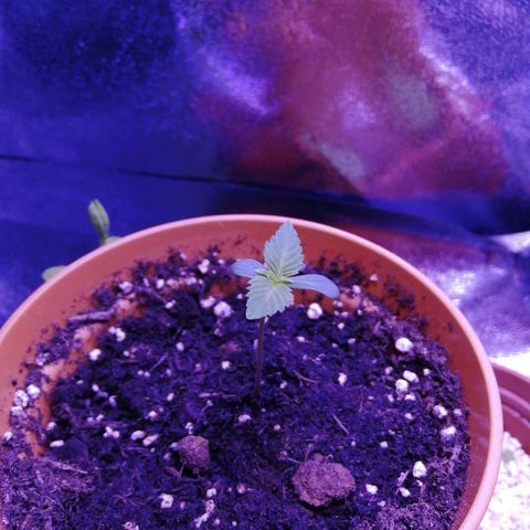 Quick One growlog photo: Second set of leaves now visible 