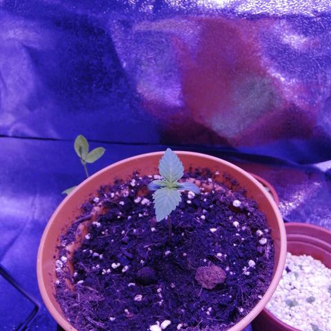 Quick One growlog photo: Leaves are getting bigger every day. I realised today that my rh is a bit low, so I've put a bowl of water in the tent to raise it. 