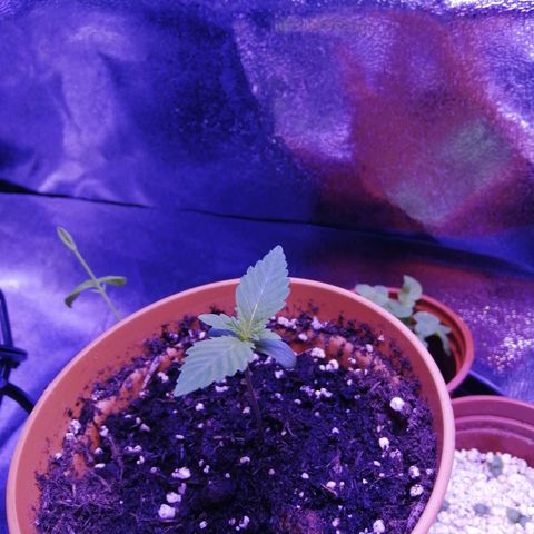 Quick One growlog photo: Happy looking plant, watered a bit because medium was dry
