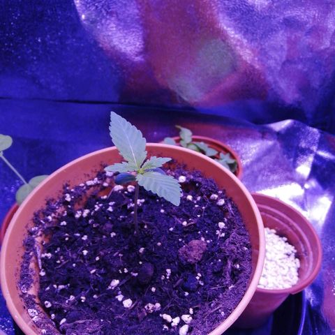 Quick One growlog photo: Still looking healthy and green, very noticeable amount of growth from yesterday too
