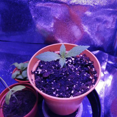 Quick One growlog photo: Watered as the medium was bone dry
