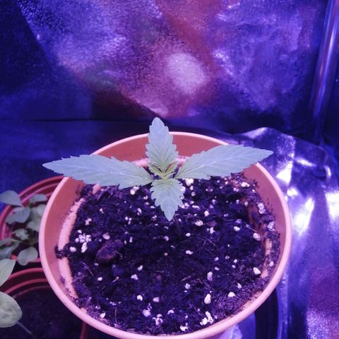Quick One growlog timeline photo