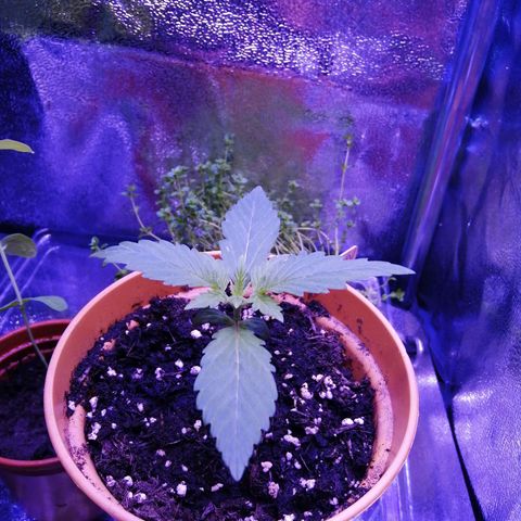 Quick One growlog timeline photo