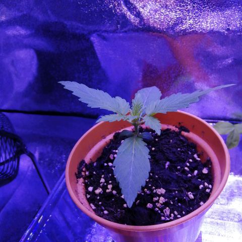Quick One growlog timeline photo