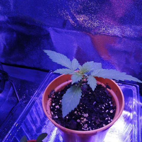 Quick One growlog timeline photo