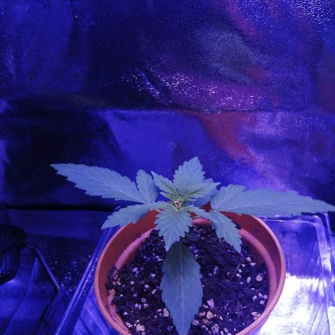 Quick One growlog timeline photo