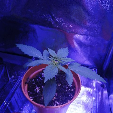 Quick One growlog timeline photo