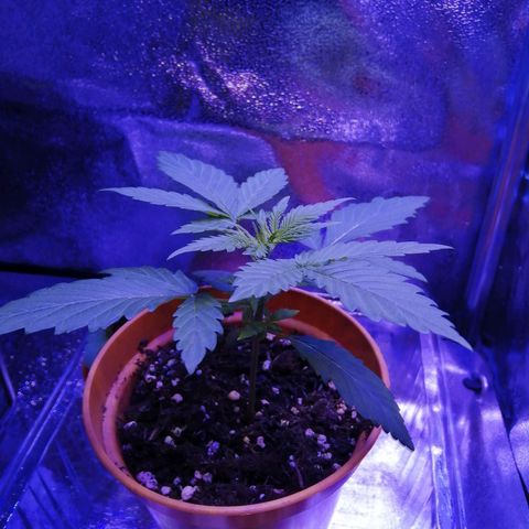 Quick One growlog photo: Slight nute burn on lower leaves, will continue to mjnitor in case it progresses, but nothing to worry about yet. 