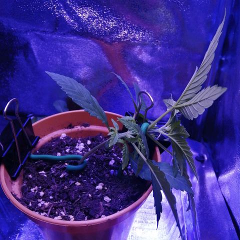 Quick One growlog photo: Started lst today, as the plant now has 5 sets of leaves, pretty brutal lst this time, but the plant should respond well