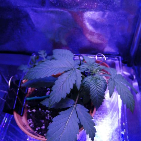 Quick One growlog photo: Looks overwatered, will monitor closely for any changes