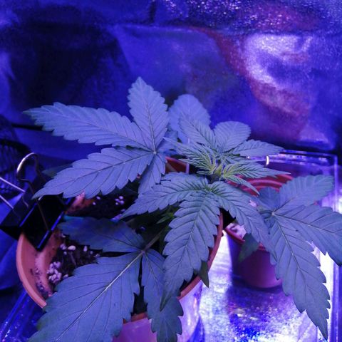 Quick One growlog photo: Recovered nicely from the overwatering, decent growth too