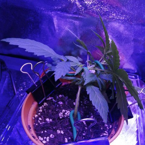 Quick One growlog photo: More lst today