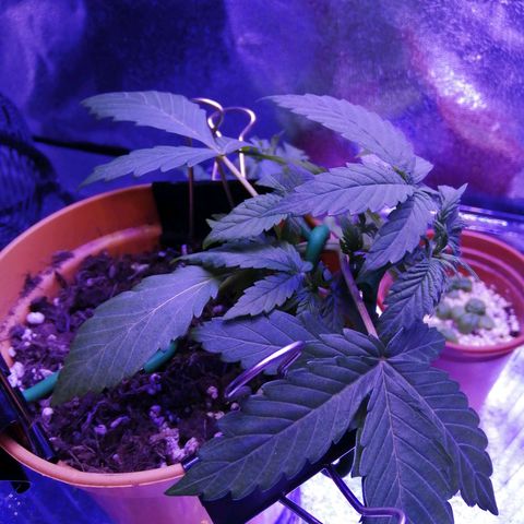 Quick One growlog photo: Looking a bit droopy today, could be an effect of moving to a 24hr light cycle, will continue to monitor closely. 