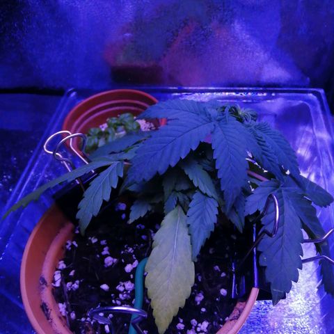 Quick One growlog photo: Added some calmag today as it looks like there may be a deficiency 