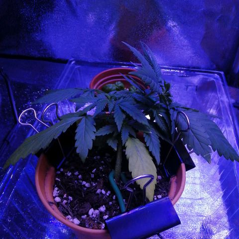 Quick One growlog photo: Lst again, also looks like she is ready to start feeding nutes too, judging by the yellowing of Lower leaves