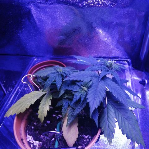 Quick One growlog photo: Tried a foliar feed today to try to correct a potential magnesium def, hadn't read about foliar feeding before today so fingers crossed for results! 