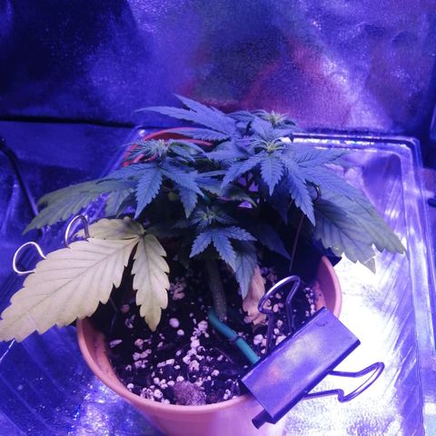 Quick One growlog photo: Seeing as the soil pH is fine, it's likely I've not quite dialled in the right amount of nutes yet, as while the yellowing has slowed, it's still progressing. Looks like textbook mg def to me. 