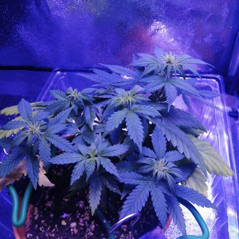 Quick One growlog photo: Looking much healthier after a good feeding 2 days ago, yellowing seems to be slowing and the rate of new growth has increased significantly 