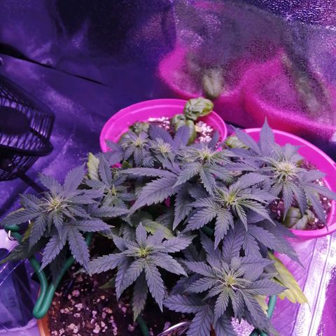 Quick One growlog photo: Bud sites really developing now. I have switched the lighting mode to full spectrum, now that flowering is starting. I'm still seeing vertical growth, so holding off on the bloom nutes for now. Looks like my deficiency has truly been resolved now too, as it has stopped progressing. 😁