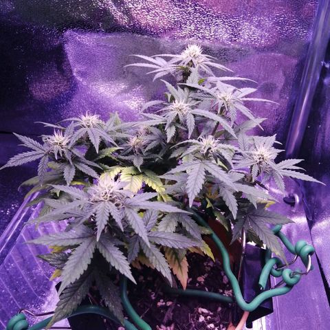Quick One growlog photo: Looking chunky this week as she progresses into flower. Still yellowing a bit but at this stage it doesn't matter too much. 