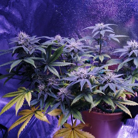 Quick One growlog photo: Really stacking flowers now, about 2 weeks away from when I'll be forced to chop due to a week away. Nice autumn colours, probably doesnt really matter seeing as I'm so close to harvest anyway. Amazing smell coming from her though! 