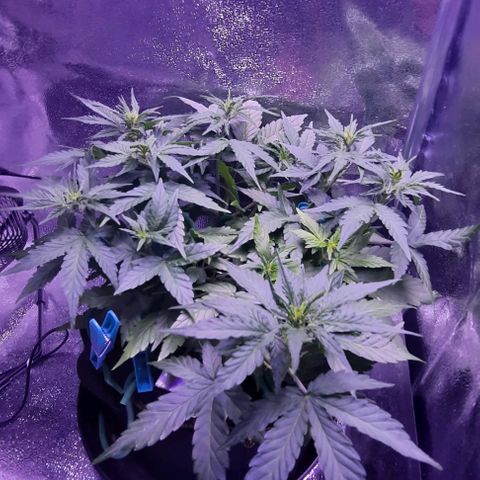Easy Bud  growlog timeline photo