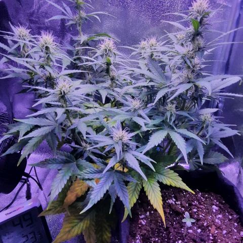 Easy Bud  growlog timeline photo
