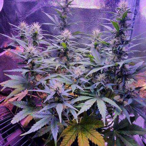 Easy Bud  growlog photo: Happy buds really starting to develop! Yellowing has really slowed since I gave her more notes, but i think yet more are needed