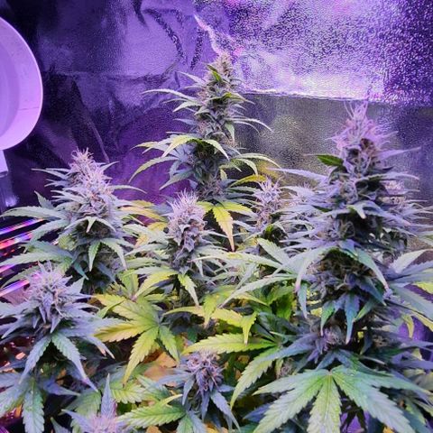 Easy Bud  growlog timeline photo