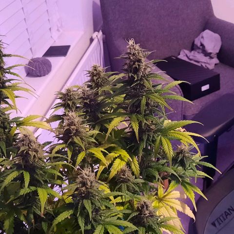 Easy Bud  growlog timeline photo