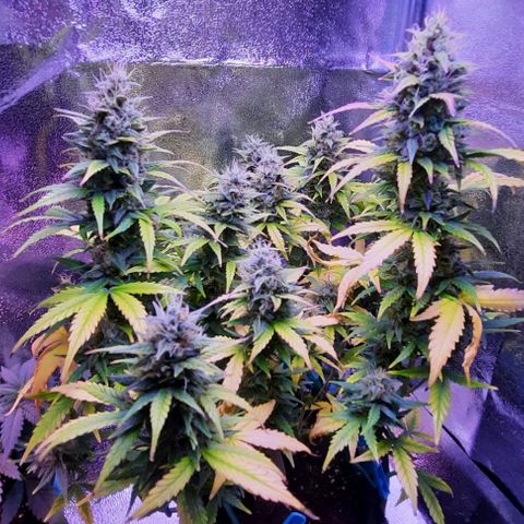 Easy Bud  growlog photo: Just days away from harvesting some of the more ripened buds now, I'm seeing a number of Amber trichs developing. Aimed for Saturday but could be sooner. Exciting!!