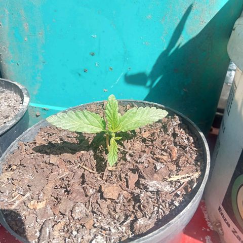 Fany growlog timeline photo