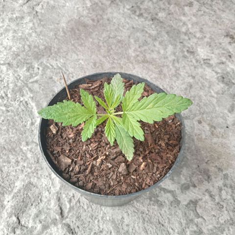 Fany growlog timeline photo