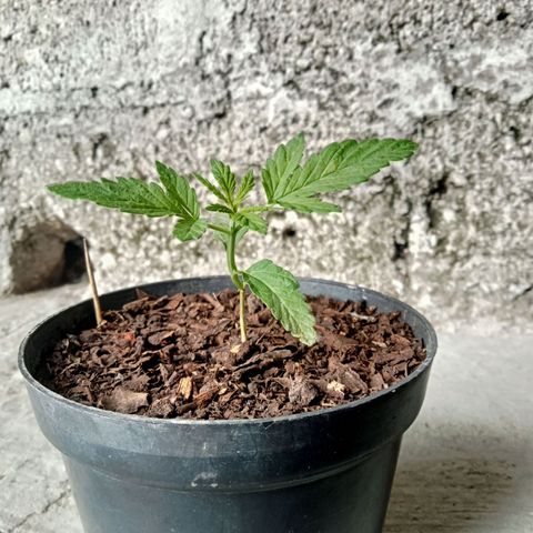 Fany growlog timeline photo