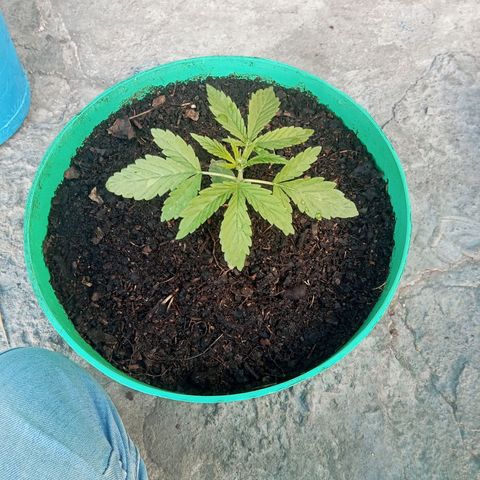 Fany growlog photo: Transplante a maceta final