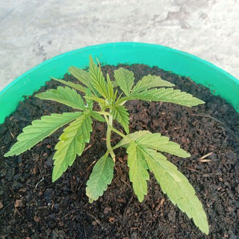 Fany growlog photo: Transplante a maceta final