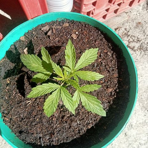 Fany growlog photo: Transplante a maceta final