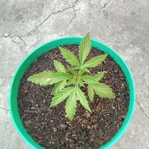 Fany growlog timeline photo