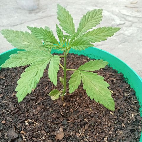 Fany growlog timeline photo