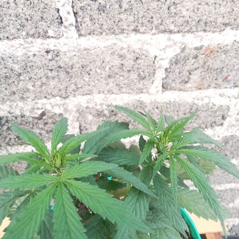 Fany growlog timeline photo