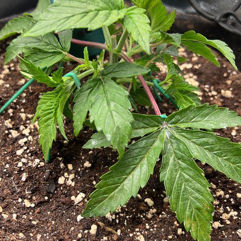 Rosalie growlog photo: LST 