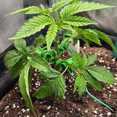 Scarlet Dalina growlog photo: LST
