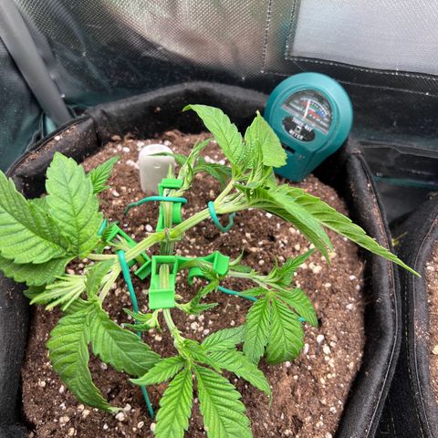 Scarlet Dalina growlog photo: Letztes Mal heftiges Training vor der Blüte 