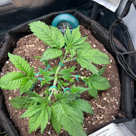Rosalie growlog photo: Letztes Training vor der Blüte