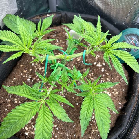 Scarlet Dalina growlog photo: Letztes Mal beschneiden vor der Blüte 