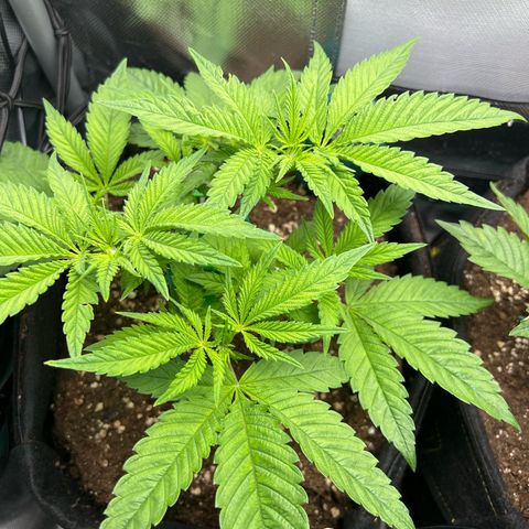 Scarlet Dalina growlog timeline photo