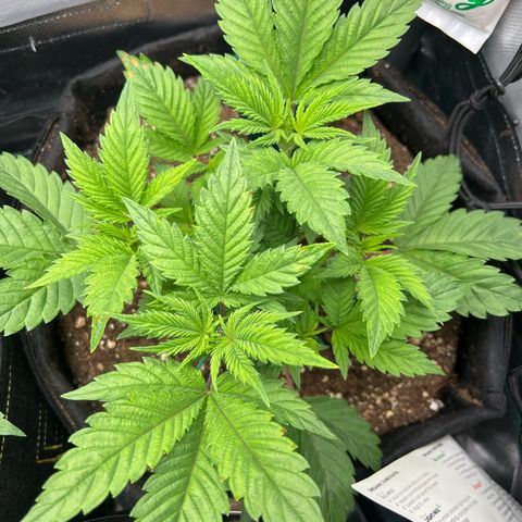 Rosalie growlog timeline photo