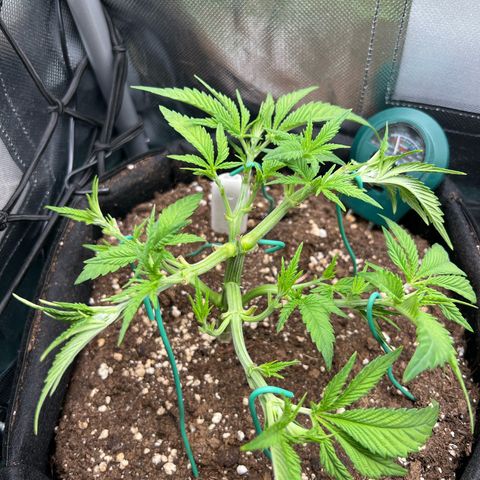 Scarlet Dalina growlog timeline photo